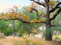 Outlet Creek oak in the fall