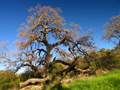 large old white oak