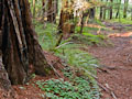 base of redwood tree